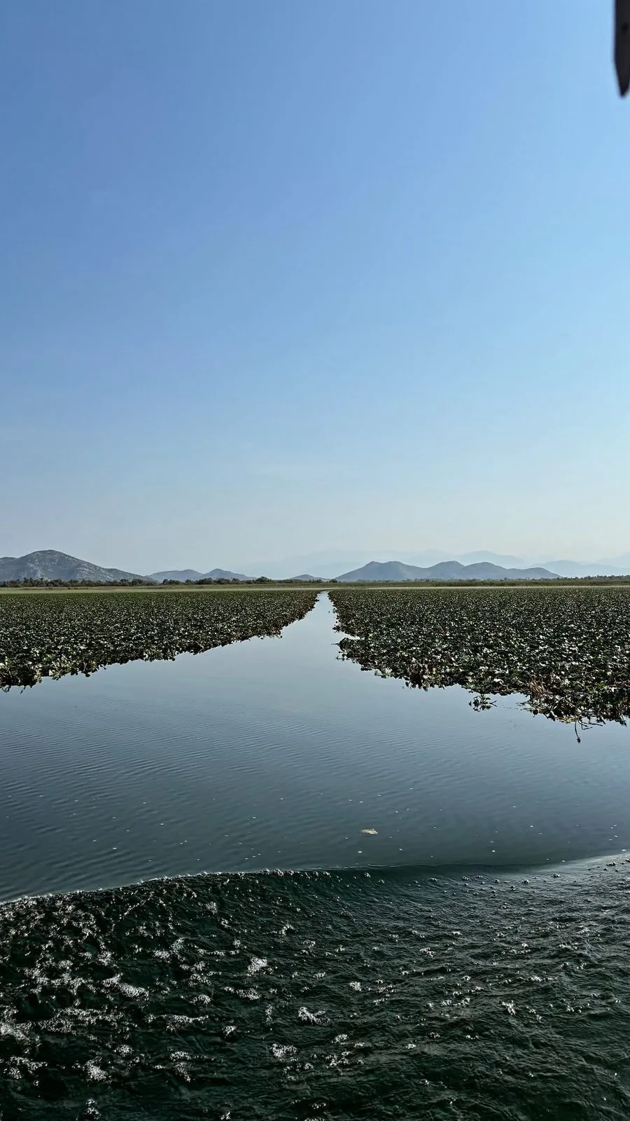 Lotus flower fields on Skadar Lake near Ã„Å’akovica Island